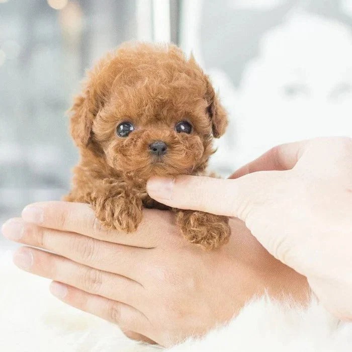 robot-puppy-interactive-toy-realistic-pupp-41191613_4.jpg